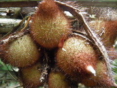 Astrocaryum mexicanum