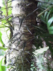 Astrocaryum mexicanum