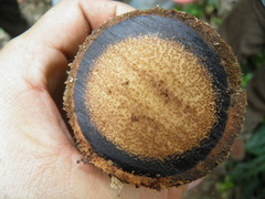 Astrocaryum mexicanum