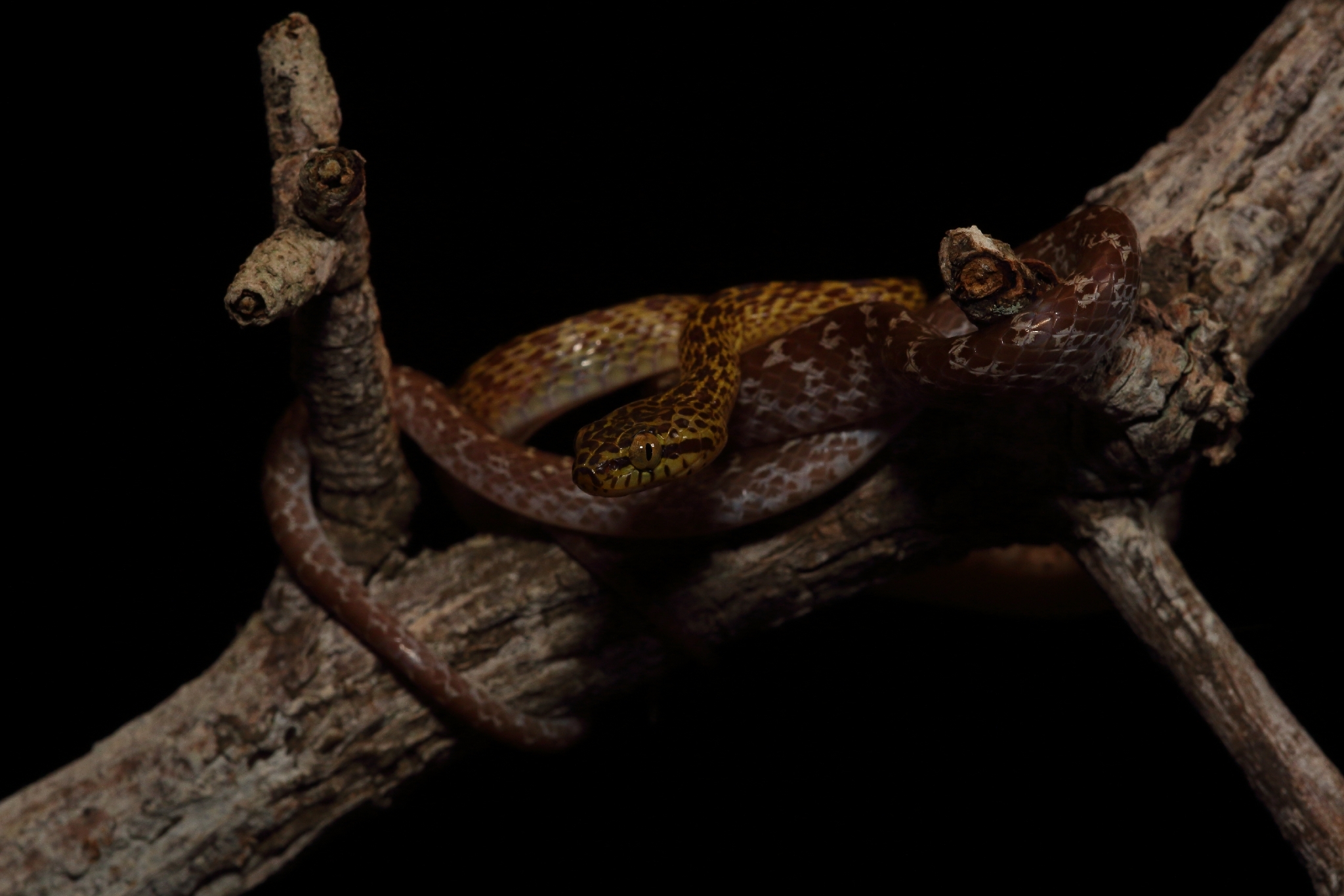 Northern Marbled Nocturnal Tree Snake photo 7
