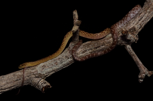 Northern Marbled Nocturnal Tree Snake