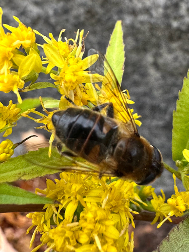 Unknown species found near Massachusetts Ave, Cambridge, MA, US