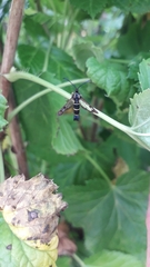 Synanthedon tipuliformis