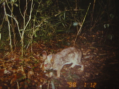 Sylvilagus brasiliensis