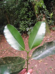 Garcinia
