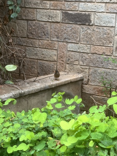 Abyssinian Thrush (Turdus abyssinicus), photo 9