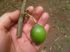 Garcinia