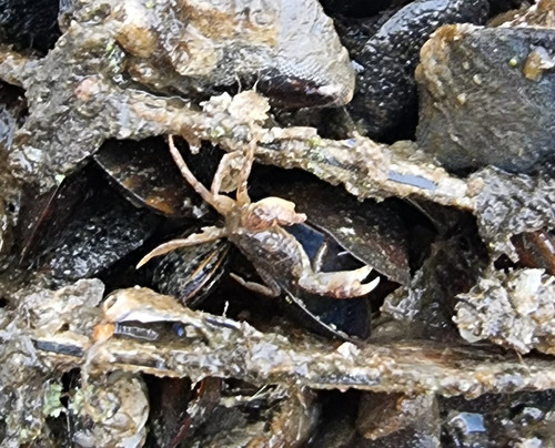 Heterotrematan Crabs
