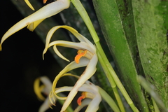 Maxillaria ochroleuca, photograph (c) Carlos Alexandre Mattos Raposo, some rights reserved (CC BY)