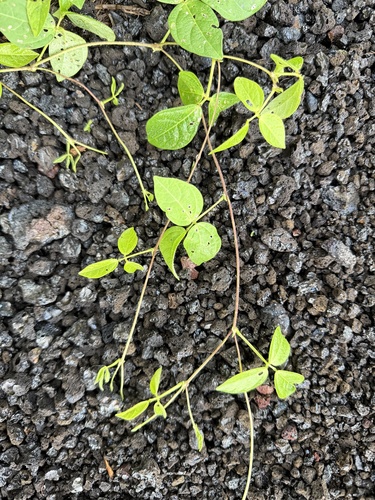 Sarawak-bean (Vigna hosei)