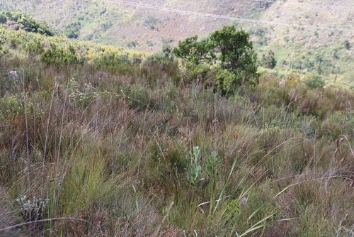 Othonna quinquedentata
