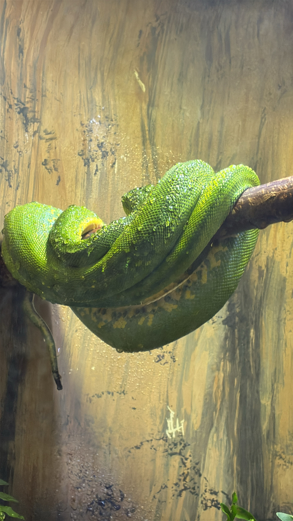 Southern Green Python from Denver, CO, US on November 3, 2025 at 11:03 ...