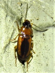 Stenolophus dissimilis