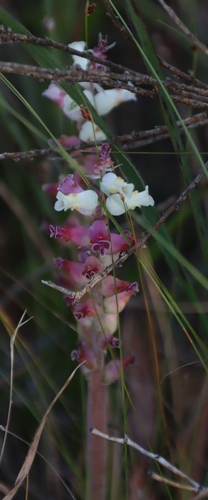 Fire Viooltjie (Lachenalia fistulosa)