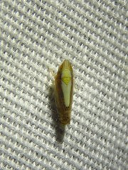 Scaphytopius elegans