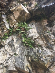 Asplenium marinum