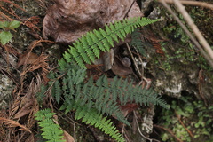 Myriopteris alabamensis image