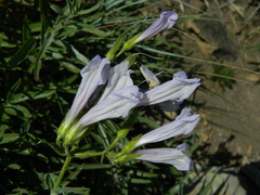 Penstemon lyallii