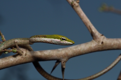 Usambara Vine Snake