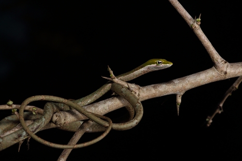 Usambara Vine Snake