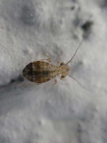 Cerobasis guestfalica, Texel, NL-NH, NL, photo 8 of 10