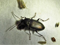 Poecilus chalcites