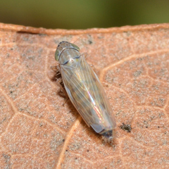 Graminella nigrifrons