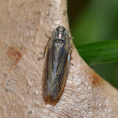 Graminella nigrifrons