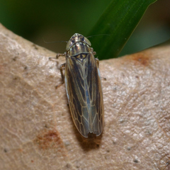 Graminella nigrifrons