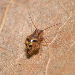 Ptenothrix marmorata