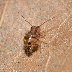 Ptenothrix marmorata
