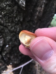 Agaricales