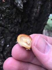Agaricales