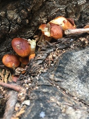 Agaricales