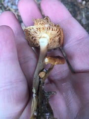Agaricales