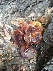 Agaricales