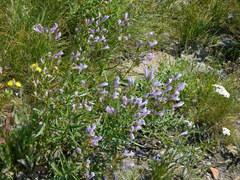 Penstemon lyallii