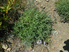 Penstemon lyallii