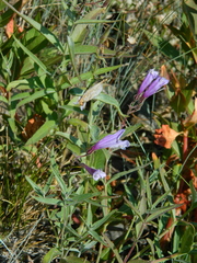 Penstemon lyallii