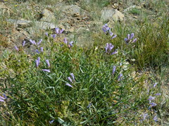 Penstemon lyallii