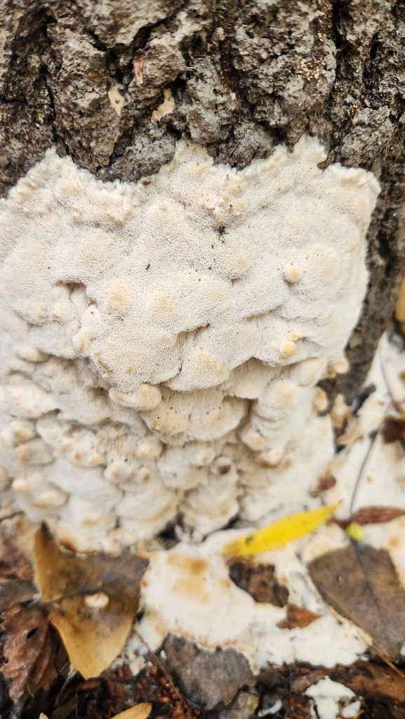 Irpex latemarginatus · November 2025 · photo: © chrisconard (iNaturalist, cc-by)