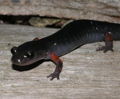 Plethodon cheoah