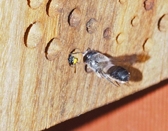Megachile lucidiventris