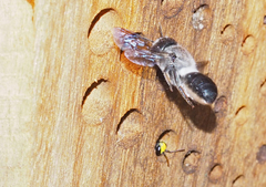 Megachile lucidiventris