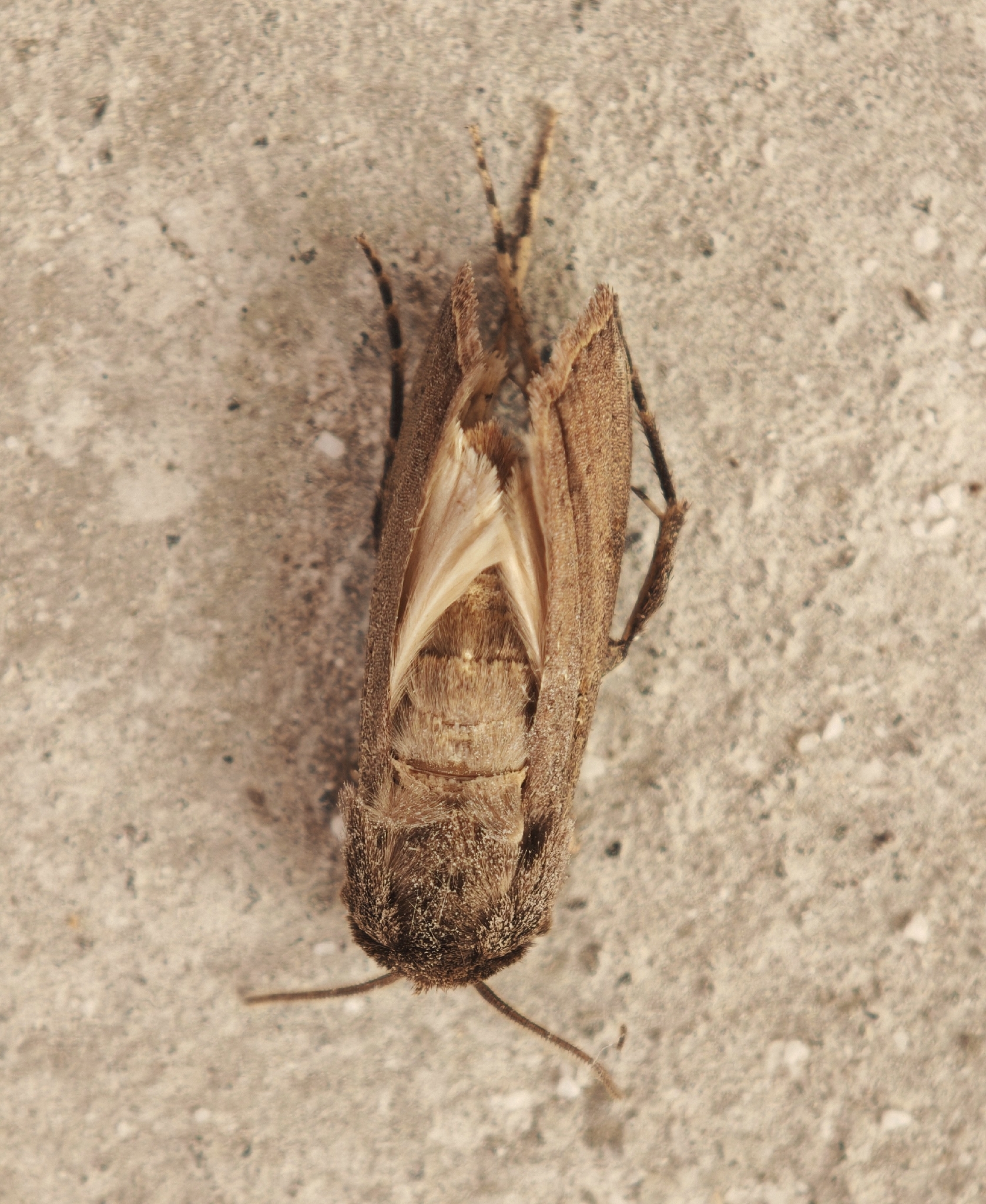 Agrotis trux