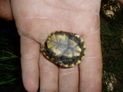 Kinosternon sonoriense