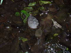 Kinosternon sonoriense