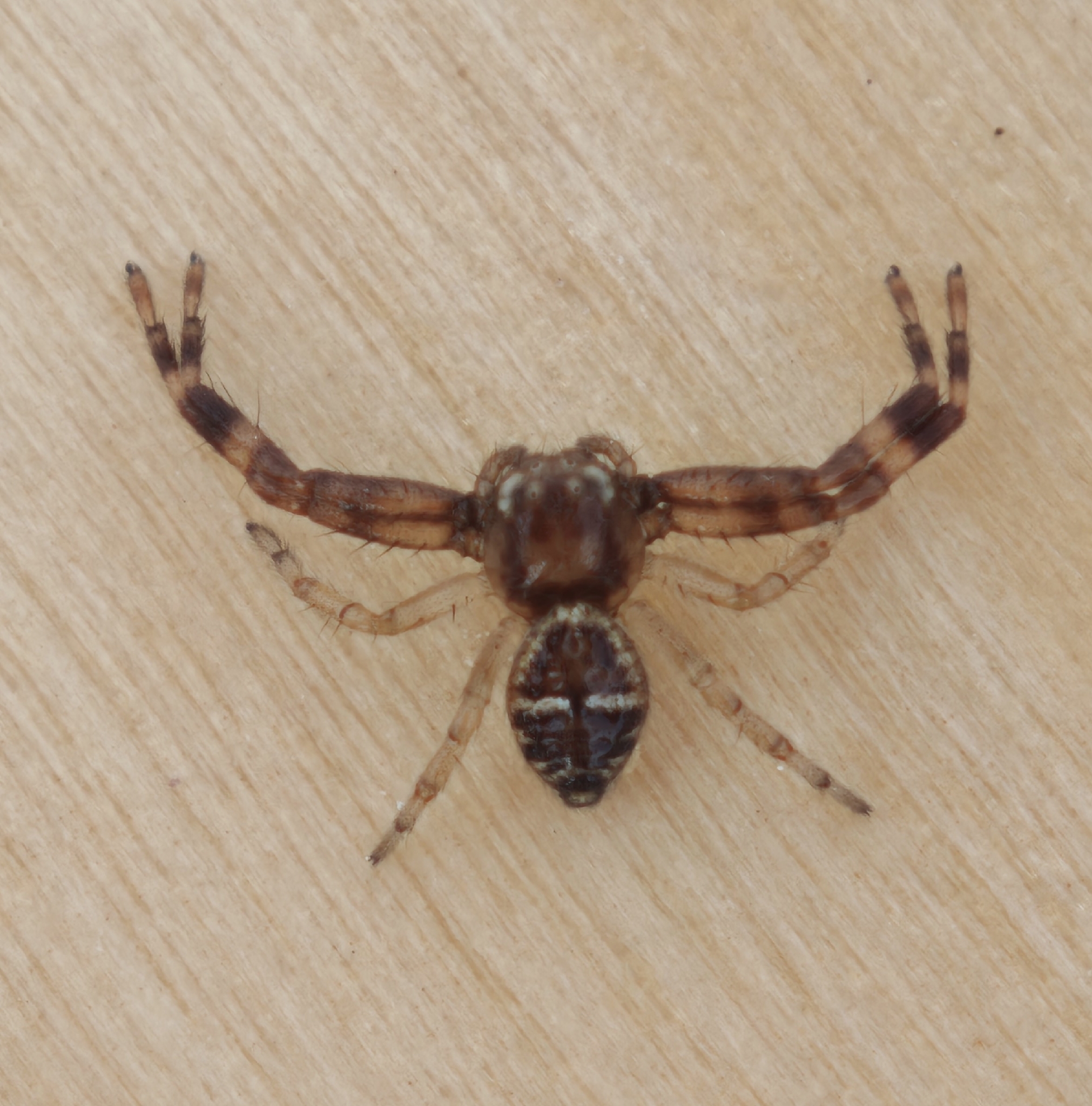 Synema globosum