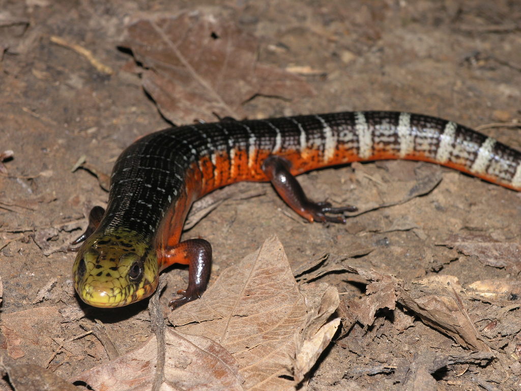 Rainbow Galliwasp