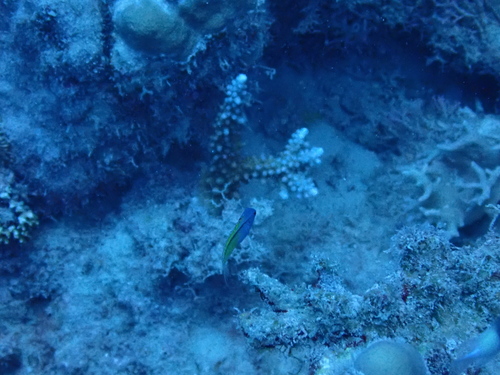 Meiacanthus nigrolineatus observed 2025-10-20